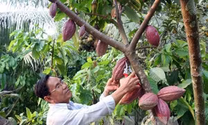 Cách trồng ca-cao mang lại hiệu quả kinh tế cao