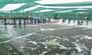 Kỹ thuật nuôi tôm thẻ 2 giai đoạn