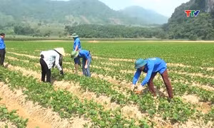 Thanh Hóa thu hút cán bộ trẻ về làm việc tại các hợp tác xã nông nghiệp