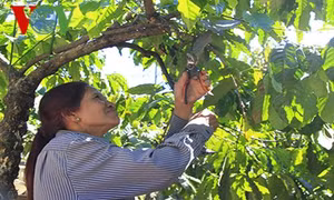 Chị Y Hếp - Tỷ phú người Xơ Đăng ở huyện biên giới Ngọc Hồi
