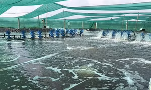 Kinh nghiệm nuôi tôm thẻ hai giai đoạn