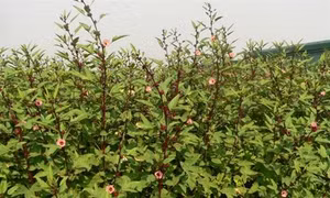 Phương pháp trồng cây Atisô đỏ