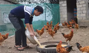 Hướng đi mới từ gà thảo dược