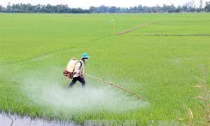 Những dịch bệnh hại cần chú ý trong tuần từ 24-30/4