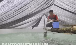 Triển vọng nuôi cá nước lạnh ở Bắc Hà
