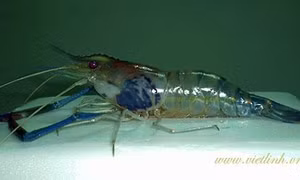 Bệnh đen mang trên tôm sú, tôm thẻ, tôm hùm 