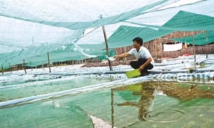 Thu nhập ổn định từ ương, nuôi cua giống
