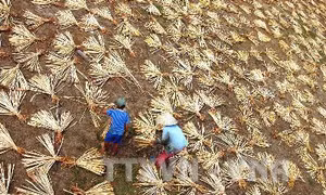 Nghề sơ chế lục bình giúp nhà nông Sóc Trăng có thêm thu nhập