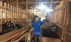 Những bí thư đoàn quyết tâm khởi nghiệp ở vùng cao Ngọc Lặc