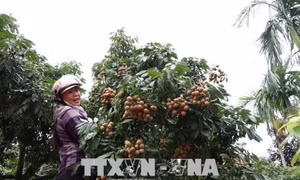 Nhiều nông dân Hải Dương thu lãi hàng trăm triệu đồng từ nhãn