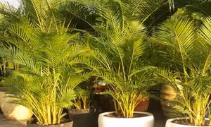 Kỹ thuật trồng cây cau vàng