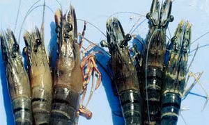 Bệnh đầu vàng ở tôm