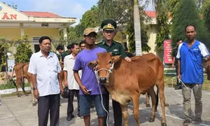 Bộ đội biên phòng hỗ trợ bò giống cho hộ nghèo khu vực biên giới Sóc Trăng
