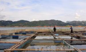 Ổn định dân cư, phát triển kinh tế - xã hội vùng tái định cư Thủy điện Sơn La