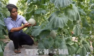 Tiền Giang nhân rộng mô hình trồng dưa lưới trong nhà màng