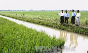 Ngành nông nghiệp Cà Mau đẩy mạnh sản xuất theo chuẩn VietGAP