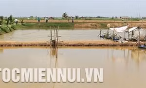 Phương pháp nuôi tôm trong mùa mưa