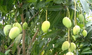 Xây dựng thương hiệu cho xoài Yên Châu