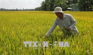 Cán bộ đoàn Nguyễn Quốc Phong lan tỏa tinh thần năng động trong thanh niên nông thôn