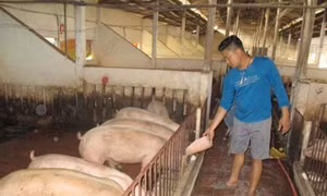 Hiệu quả từ mô hình chăn nuôi lợn bằng chế phẩm sinh học của ông Nguyễn Hữu Nhân