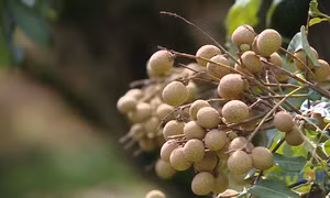 Xây dựng thương hiệu nhãn Sơn Thủy