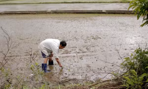 Mưa lớn kéo dài gây nhiều thiệt hại cho nông dân ở Bà Rịa-Vũng Tàu