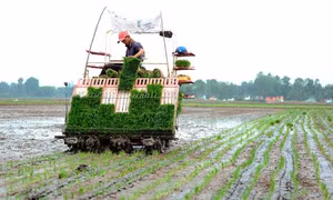 Nông dân thực hiện cấy lúa bằng máy tại ấp Ông Nhan Tây, xã Bình Hiệp, thị xã Kiến Tường góp phần giảm chi phí, nâng cao hiệu quả. Ảnh: An Hiếu