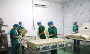 Ứng dụng khoa học công nghệ giúp nông dân đổi đời từ chuối tiêu