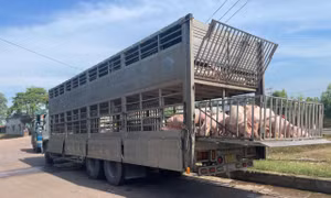 Phát hiện vận chuyển 220 con lợn nghi mắc dịch tả lợn châu Phi tại Gia Lai