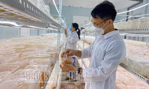 Giải pháp sử dụng đế đông trùng hạ thảo thay thế kháng sinh trong chăn nuôi