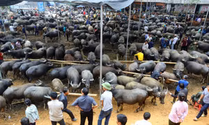 Nghiên Loan, chợ gia súc lớn nhất vùng cao Bắc Kạn 