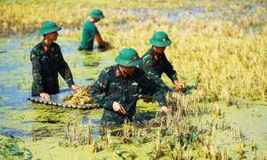 Bộ đội xuống đồng giúp dân gặt lúa