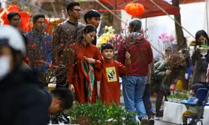 Hà Nội rực rỡ phố Xuân