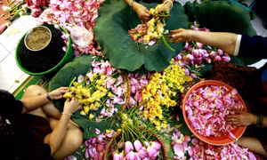 Sen Hồ Tây, từ vẻ đẹp thanh khiết đến hương làm trà độc đáo