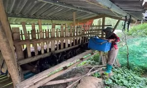 Đảng viên trẻ vùng cao tiên phong trong phát triển kinh tế