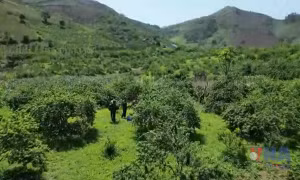 Vùng biên đổi thay nhờ trồng cây ăn quả trên đất dốc