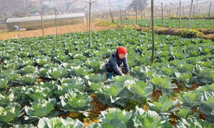 Khơi dậy ý chí phát triển kinh tế của nông dân