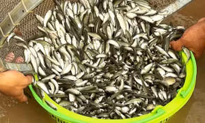 Rộn ràng mùa cá linh non nơi đầu nguồn châu thổ Cửu Long