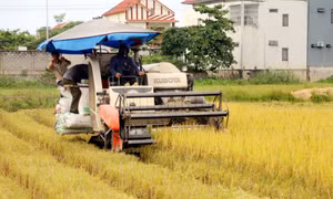 Tập trung thu hoạch lúa, tránh bất lợi về thời tiết