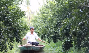Trà Vinh khuyến cáo nông dân không mở rộng diện tích trồng cam sành