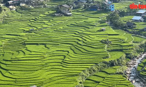 Sapa mùa lúa xanh: Bình yên nép giữa thung lũng mây 
