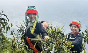 Chè Shan tuyết trăm năm tuổi vào vụ giữa đại ngàn Tây Côn Lĩnh 