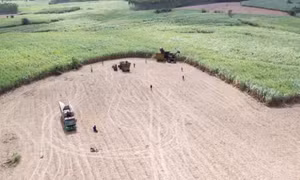 Gia Lai và hành trình từ vùng đất khó trở thành "thủ phủ" mía đường