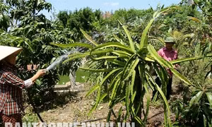 Làm giàu trên vùng đất đỏ Bazan