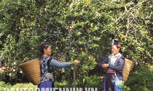 Với hơn 2.500 ha sơn tra, Bắc Yên là địa phương có diện tích trồng sơn tra nhiều nhất tỉnh Sơn La. Ảnh: Quang Quyết