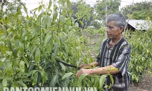 Già làng A Nguyh là người đầu tiên trong thôn Kép Ram biết trồng lúa 2 vụ, biết trồng các loại cây công nghiệp như cao su, bời lời…. Ảnh: Văn Phương