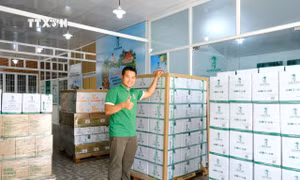 Lô hàng mật hoa dừa hữu cơ chuẩn bị xuất khẩu sang Úc. Ảnh: TTXVN phát