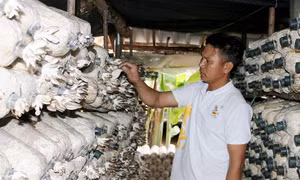 Mô hình trồng nấm sạch mang lại thu nhập hàng chục triệu đồng mỗi tháng.Ảnh :baoquangbinh.vn 