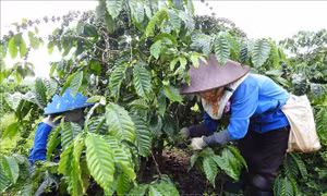 Các xã viên Hợp tác xã Nông nghiệp Công Bằng Pô Kô (Đăk Hà, Kon Tum) chăm sóc vườn cà phê. Ảnh: Dư Toán – TTXVN 