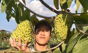Sơn La nâng tầm thương hiệu na Mai Sơn